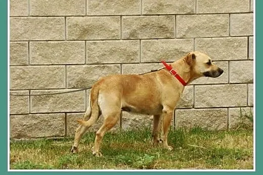 Przyjacielska, spokojna suczka Asta -adopcja,  mał