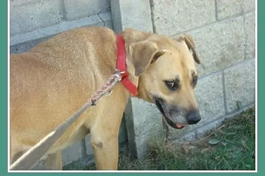 Przyjacielska, spokojna suczka Asta -adopcja,  mał