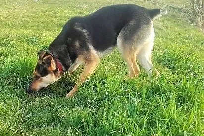 Nasza Sara kochana czeka na Panią i Pana,  lubelsk