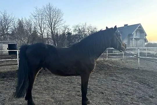 Sorzedam wałacha, Wielkopolskie, Kleczew