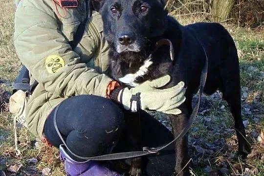 Sufler- starszy pies błaga o ratunek i godną emeryturę... Schronisko to nie życie., Śląskie, Katowice