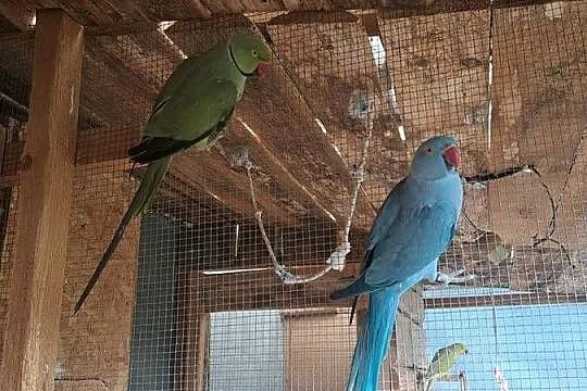 2 pary lęgowe papu