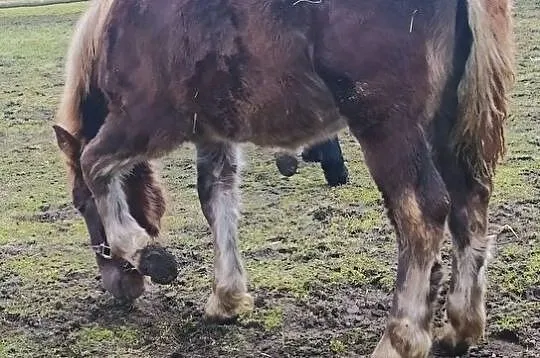 Sprzedam klaczkę, Wielkopolskie, Złotów