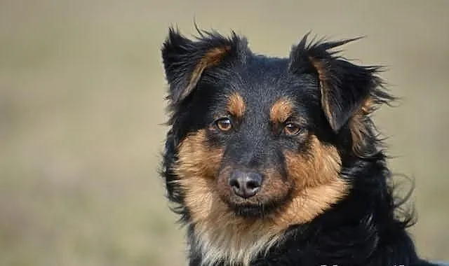 Zuzia z lasu do adopcji !