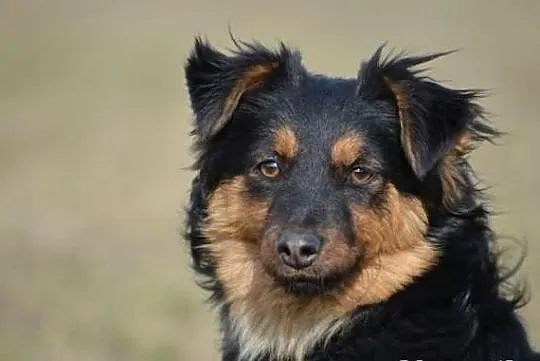 Zuzia z lasu do adopcji !