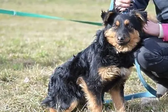 Zuzia z lasu do adopcji !