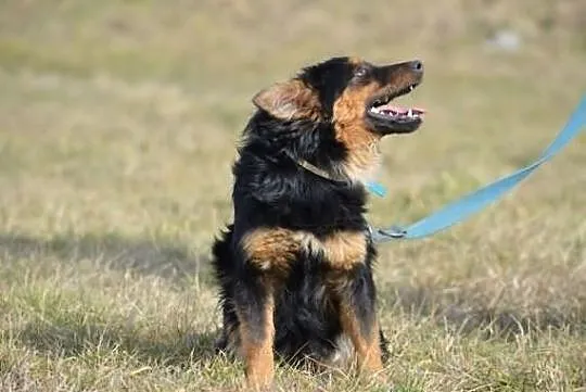 Zuzia z lasu do adopcji !