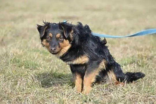 Zuzia z lasu do adopcji !