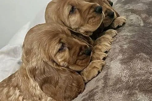 Cocker Spaniel szczeniaki