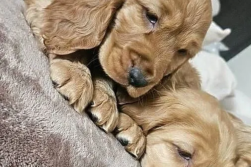 Cocker Spaniel szczeniaki, Świętokrzyskie, Busko-Zdrój