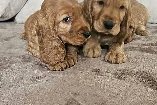 Cocker Spaniel szczeniaki, Świętokrzyskie, Busko-Zdrój