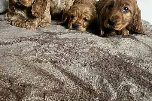Cocker Spaniel szczeniaki, Świętokrzyskie, Busko-Zdrój