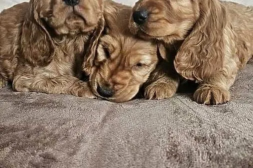 Cocker Spaniel szczeniaki, Świętokrzyskie, Busko-Zdrój