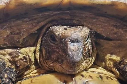 Żółw lądowy