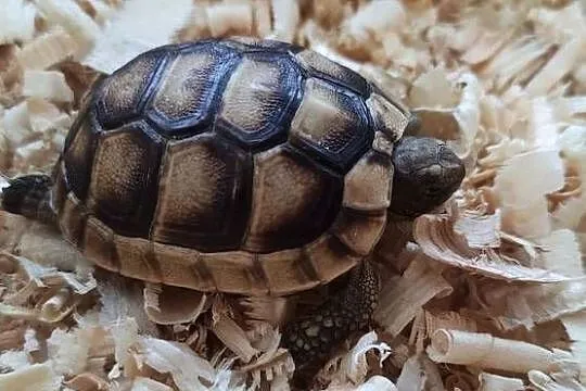 Żółw obrzeżony Testudo marginata – żółw obrzeżony młody