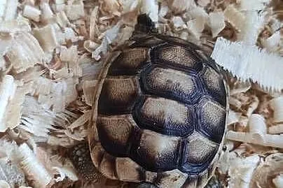 Żółw obrzeżony Testudo marginata – żółw obrzeżony młody, Śląskie, Dąbrowa Górnicza