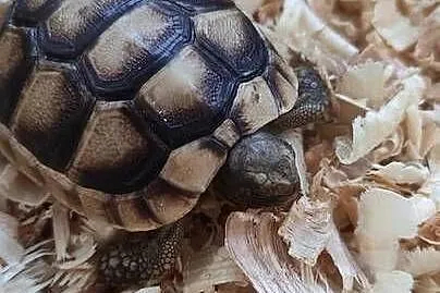Żółw obrzeżony Testudo marginata – żółw obrzeżony młody, Śląskie, Dąbrowa Górnicza