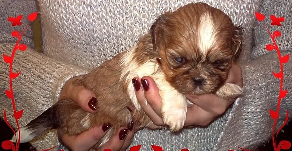 Shih Tzu - łaciaty piesek na Walentynki