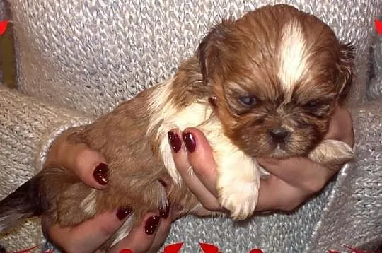 Shih Tzu - łaciaty piesek na Walentynki