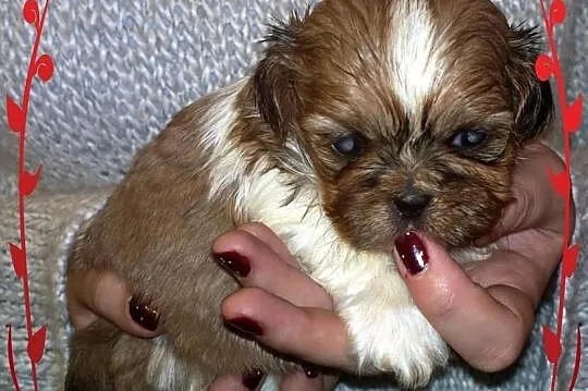 Shih Tzu - łaciaty piesek na Walentynki