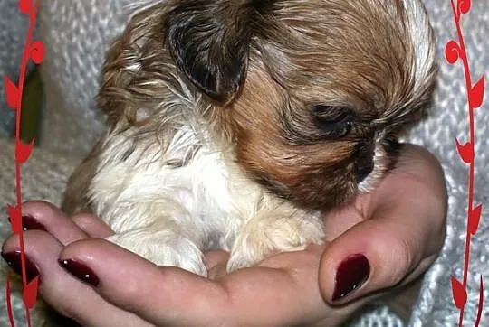 Shih Tzu - łaciaty piesek na Walentynki