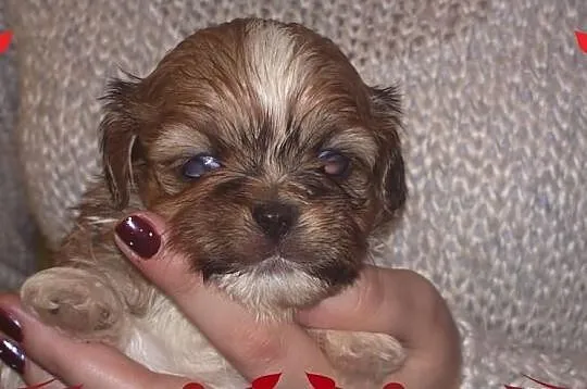 Shih Tzu - łaciaty piesek na Walentynki