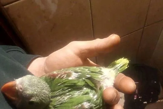 Aleksandretta wieksza. Do ręcznego karmienia, Łódzkie, Konstancin