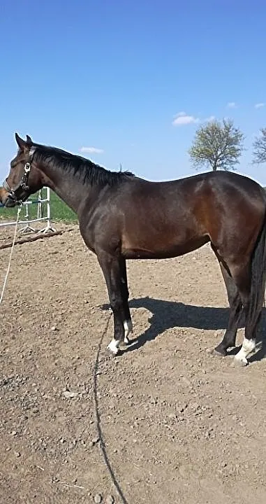 2 letnia klacz Stakudo Miralex/ Grand de la Cour, ,