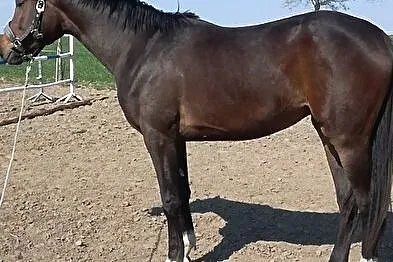 2 letnia klacz Stakudo Miralex/ Grand de la Cour, , 