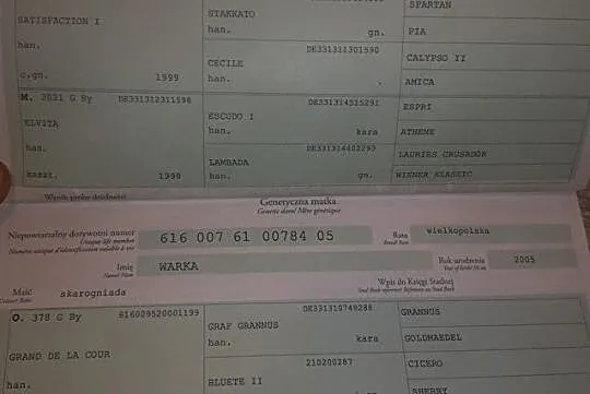2 letnia klacz Stakudo Miralex/ Grand de la Cour, , 