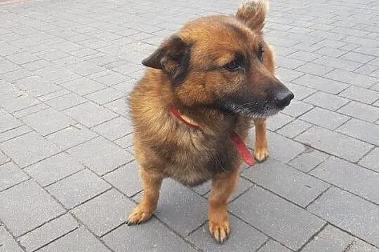 Miły i towarzyski pies AUGUSTEK poleca się do adop, Warszawa
