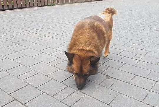 Miły i towarzyski pies AUGUSTEK poleca się do adop, Warszawa