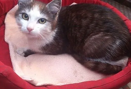 Młodziutki kocurek z dłuższyn włosem,adopcja!!!,