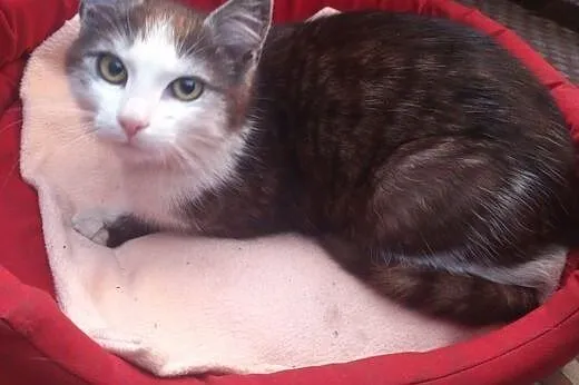 Młodziutki kocurek z dłuższyn włosem,adopcja!!!,  