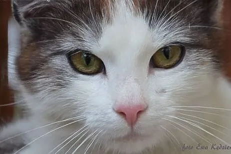 Młodziutki kocurek z dłuższyn włosem,adopcja!!!,  