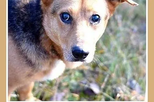 11 kg, łagodny, grzeczny, przyjacielski,łagodny psiak LUCEK.Adopcja.,  małopolskie Kraków