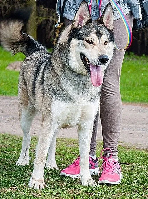 Inuk - młody, przyjazny, wesoły mix husky ADOPCJA,