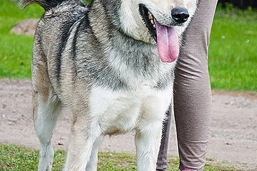 Inuk - młody, przyjazny, wesoły mix husky ADOPCJA, Kundelki cała Polska