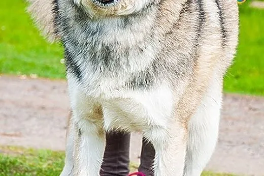 Inuk - młody, przyjazny, wesoły mix husky ADOPCJA,