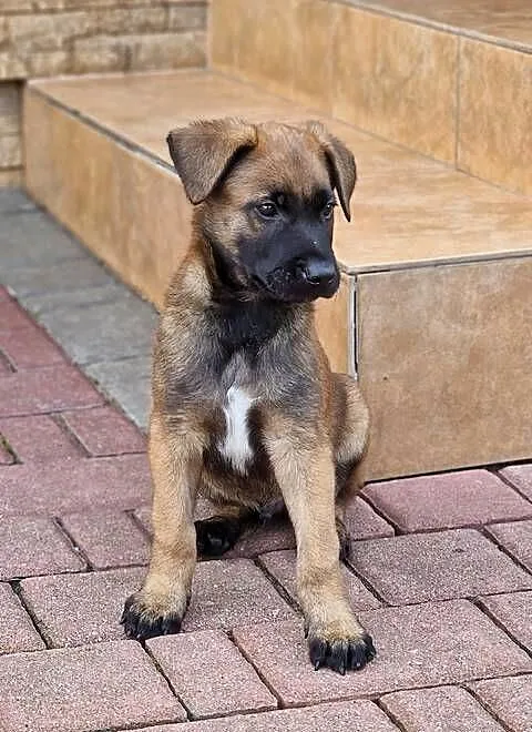 Owczarek belgijski Malinois FCI., Małopolskie, Nowy Sącz