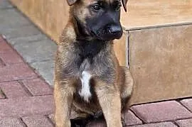 Owczarek belgijski Malinois FCI.