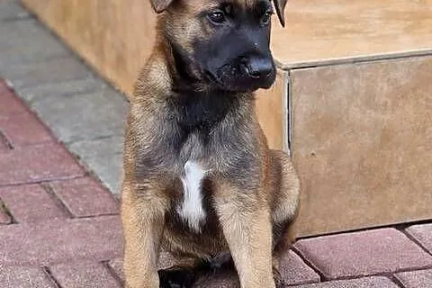 Owczarek belgijski Malinois FCI., Małopolskie, Nowy Sącz
