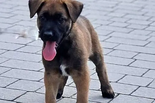Owczarek belgijski Malinois FCI., Małopolskie, Nowy Sącz