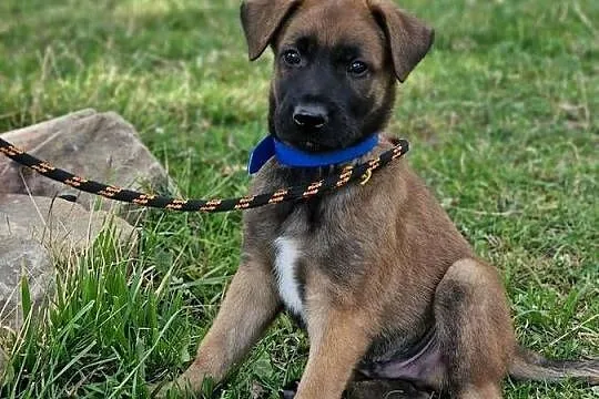 Owczarek belgijski Malinois FCI., Małopolskie, Nowy Sącz