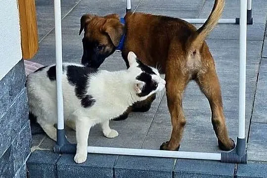 Owczarek belgijski Malinois FCI., Małopolskie, Nowy Sącz