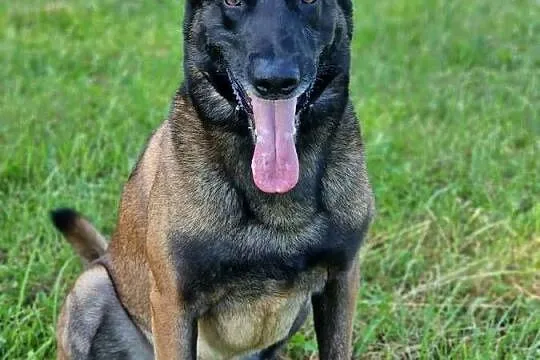 Owczarek belgijski Malinois FCI., Małopolskie, Nowy Sącz