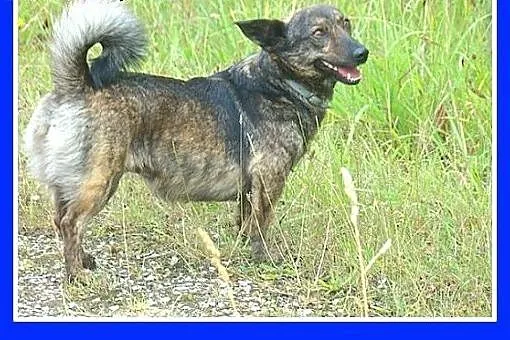 8 kg,pręgowana,wesoła,łagodna suczka na krótkich ł
