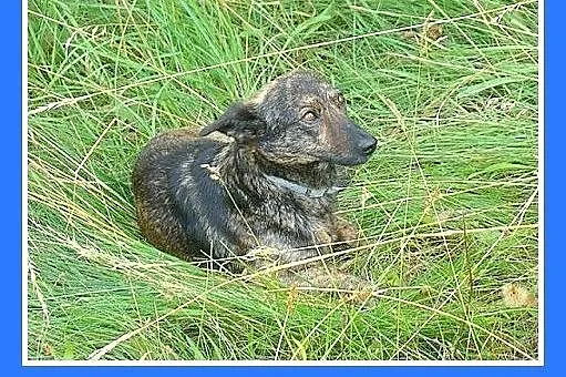 8 kg,pręgowana,wesoła,łagodna suczka na krótkich ł