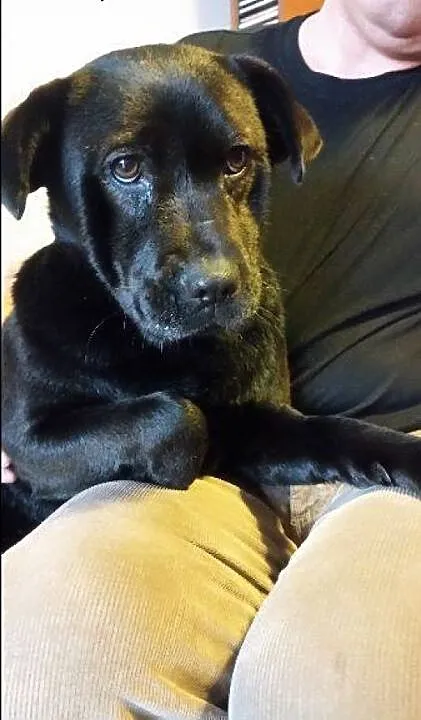 6 miesięczna Ziutka do adopcji, łódzkie Łódź