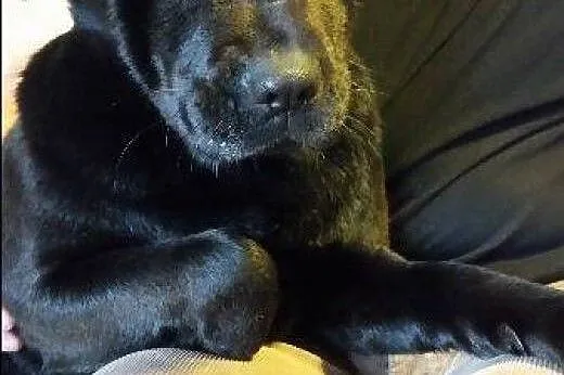 6  miesięczna Ziutka do adopcji,  łódzkie Łódź